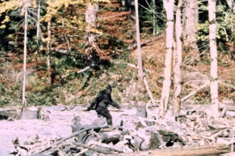 Bigfoot “Sightings” Surprise Trail Users on Leadville’s Mineral Belt